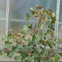 Brachychiton species